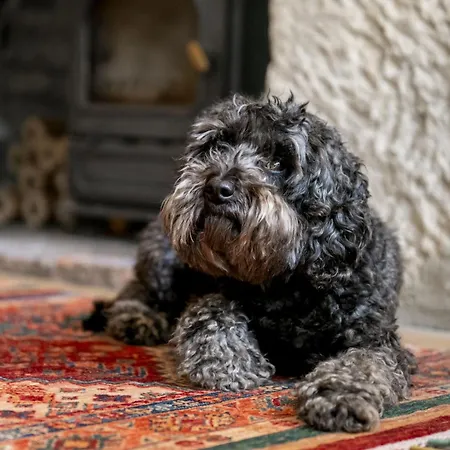 Semesterbostad Jenny Wren